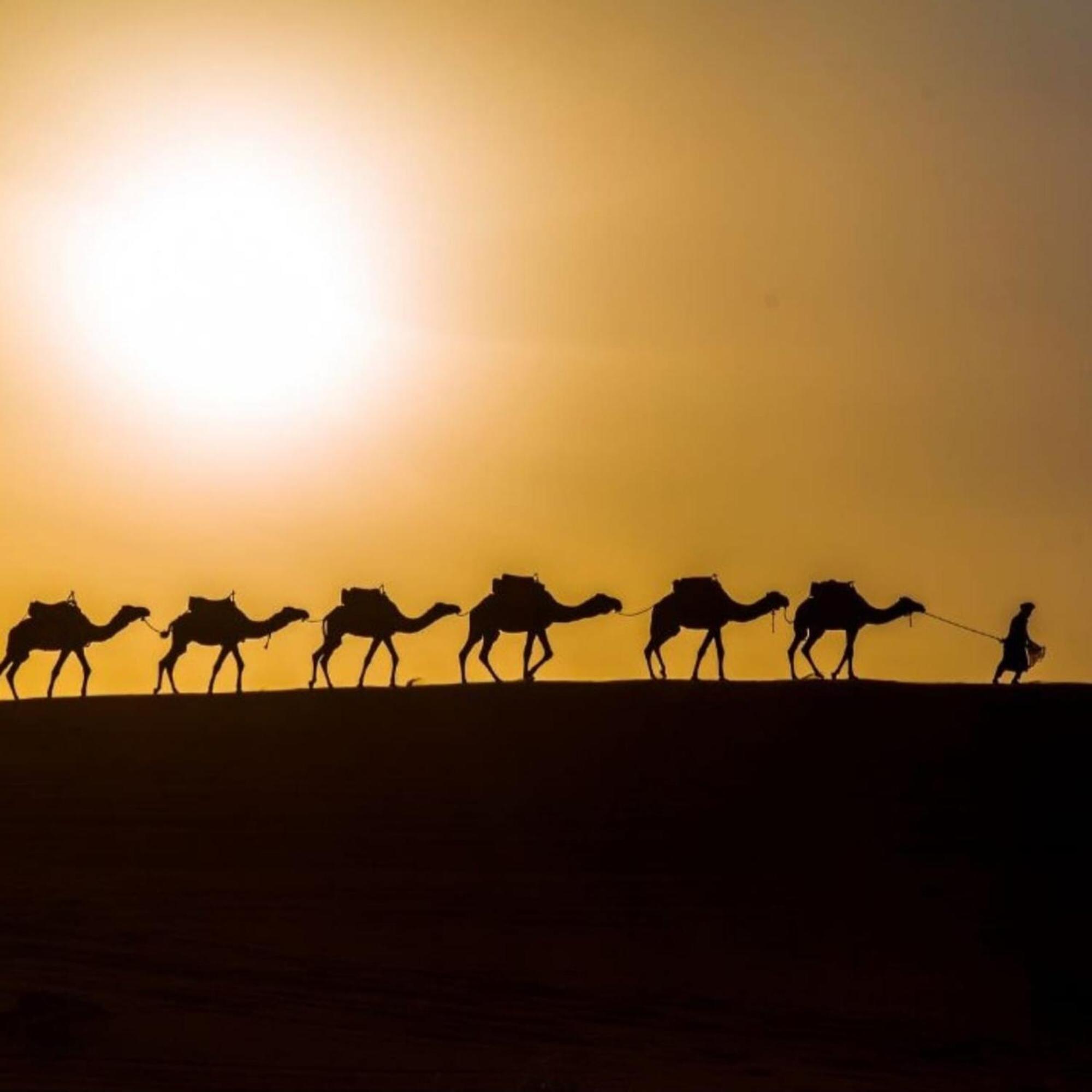 ホテル Unique Sahara Camp メルズーガ エクステリア 写真