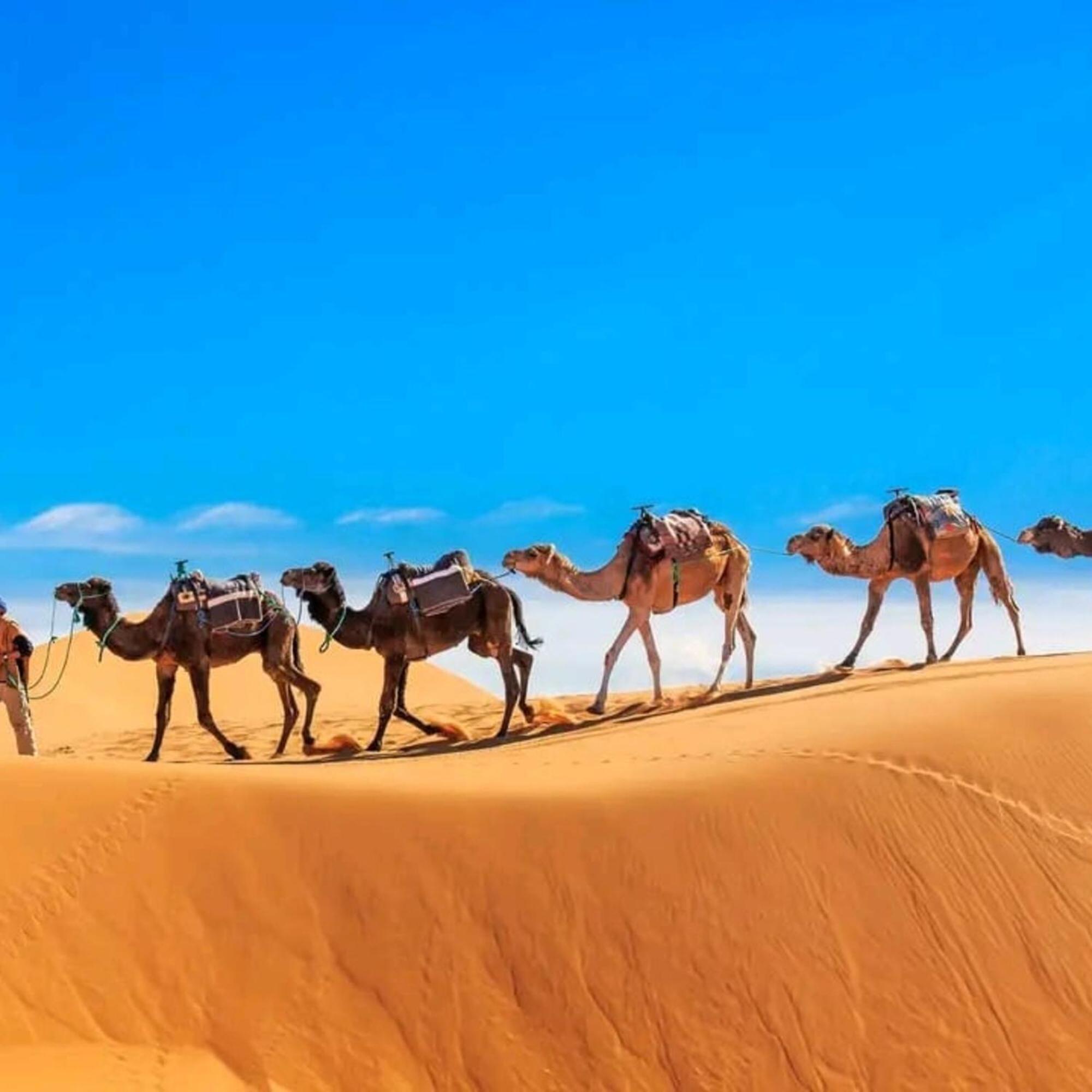 ホテル Unique Sahara Camp メルズーガ エクステリア 写真